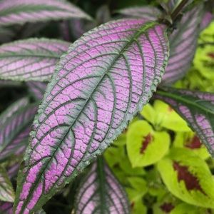 Meet your Posher, Ari